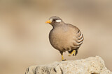 Image. Arabisches Wüstenhuhn