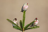 Image. Arctic Redpoll & Common Redpoll