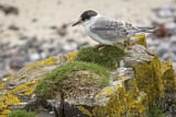 Image. Arctic Tern