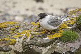 Image. Arctic Tern