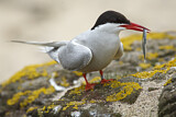 Image. Arctic Tern