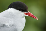 Image. Arctic Tern