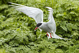 Image. Arctic Tern