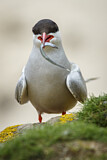 Image. Arctic Tern