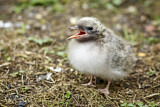 Image. Arctic Tern