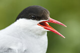 Image. Arctic Tern