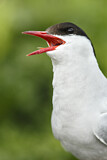 Image. Arctic Tern