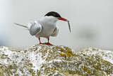 Image. Arctic Tern