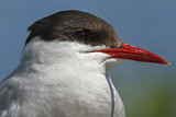 Image. Arctic Tern