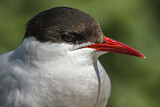 Image. Arctic Tern