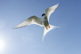 Image. Arctic Tern
