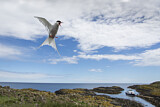 Image. Arctic Tern