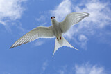 Image. Arctic Tern