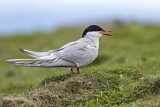 Image. Arctic Tern