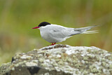 Image. Arctic Tern
