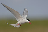 Image. Arctic Tern