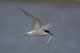 Image. Arctic Tern