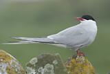 Image. Arctic Tern