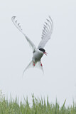 Image. Arctic Tern