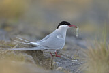 Image. Arctic Tern