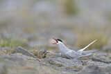 Image. Arctic Tern