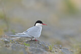 Image. Arctic Tern