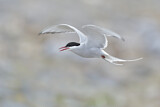 Image. Arctic Tern