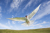 Image. Arctic Tern