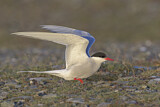 Image. Arctic Tern