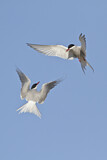 Image. Arctic Tern