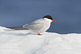 Image. Arctic Tern