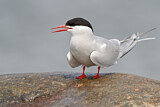 Image. Arctic Tern