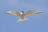Image. Arctic Tern