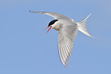 Image. Arctic Tern