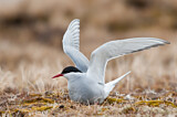 Image. Arctic Tern