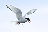 Image. Arctic Tern