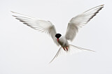 Image. Arctic Tern