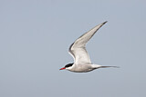 Image. Arctic Tern