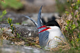 Image. Arctic Tern