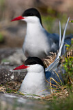 Image. Arctic Tern