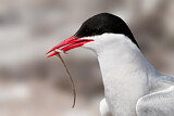 Image. Arctic Tern