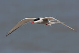 Image. Arctic Tern