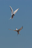 Image. Arctic Tern