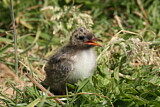 Image. Arctic Tern