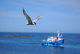 Image. Arctic Tern