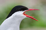 Image. Arctic Tern