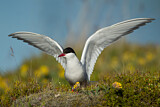 Image. Arctic Tern