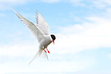 Image. Arctic Tern
