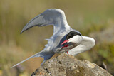 Image. Arctic Tern
