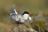 Image. Arctic Tern